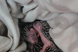 Te cztery małe jeżyki straciły matkę. Osierocone maleństwa potrzebują pomocy 