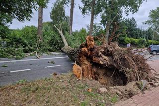 Burze i wichury na wschodzie kraju. Straż pożarna: blisko 2900 zgłoszeń