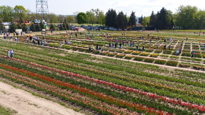 Święto Tulipanów 2025