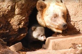 Dzień Matki w Bieszczadach: To wideo z niedźwiedzicą rozczula do łez [WIDEO]