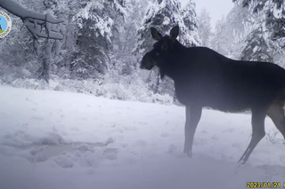 Samica łosia w kamerze Świętokrzyskiego Parku Narodowego. Zobaczcie wideo