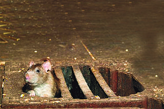 Szczury zrobiły sobie ze śmietników restauracje na powietrzu. Atakują Nowy Jork!