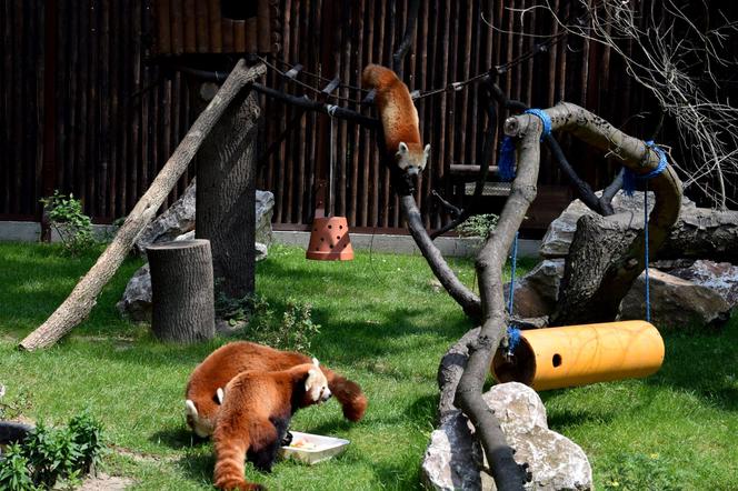 Zoo w Poznaniu chwali się pandami rudymi. Tylko na nie popatrzcie!