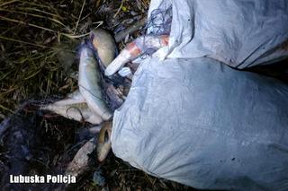 Kłusowali na oczach policji