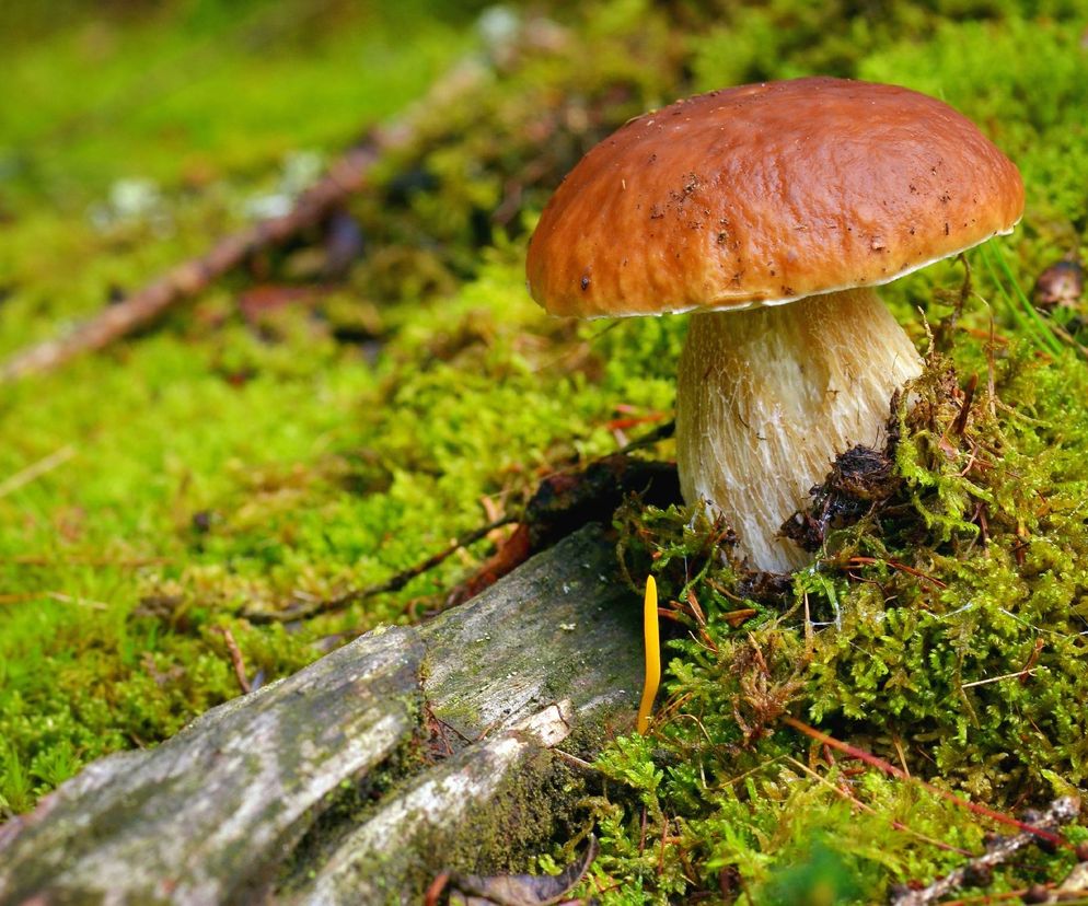 Borowik szlachetny. Dlaczego warto jeść prawdziwka? Jak nie pomylić borowika z grzybami niejadalnymi?