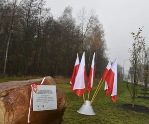Sto drzew na setną rocznicę powrotu Śląska do Polski. Aleja jest już gotowa