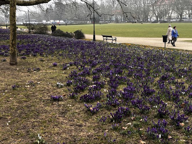 Krokusy w Szczecinie 