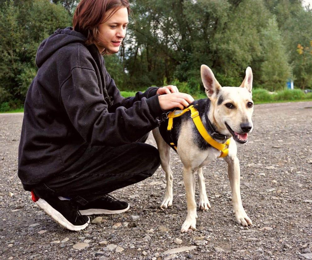 Wolontariusze chętnie zabierają psy ze schroniska w Nowym Sączu na spacer po okolicy