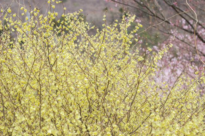 Leszczynowiec skąpokwiatowy - Corylopsis pauciflora