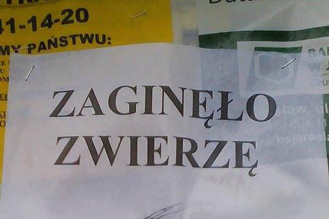 Zaginęło zwierzę