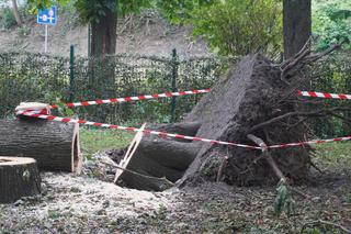Nawałnica w Kielcach. Mnóstwo połamanych drzew w Parku Miejskim! 