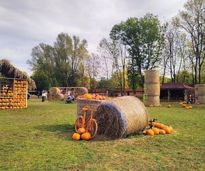 Farma dyniowa wraca na mapę Rudy Śląskiej