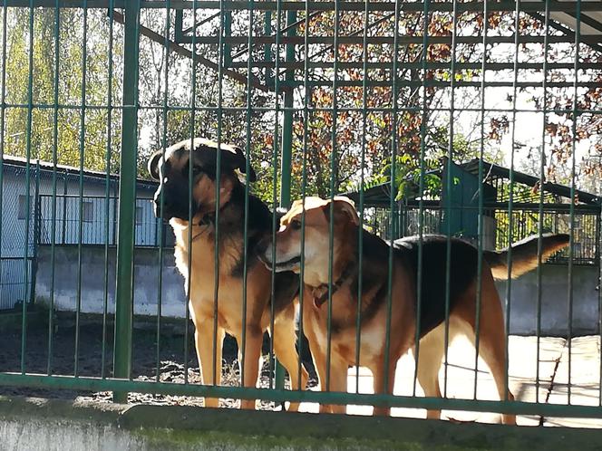 Budżet Obywatelski 2019 - Schronisko dla Bezdomnych Zwierząt w Toruniu może się cieszyć