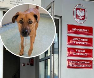 Samotny pies szukał pomocy w sądzie. Pracownicy z Sosnowca okazali serce