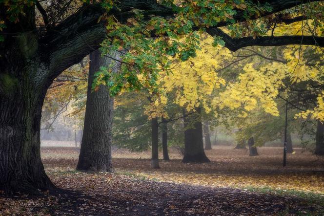 Jesień we wrocławskich parkach prezentuje się pięknie