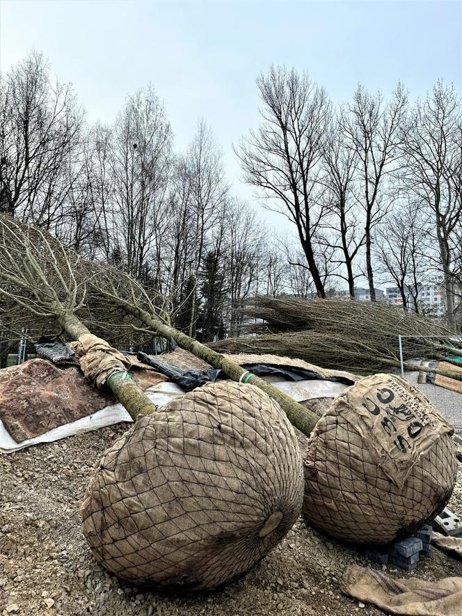 Park Ogród Płaszów się rozrasta. Wkrótce zazielenią się nowe drzewa