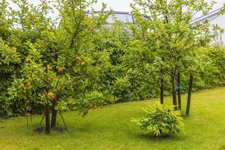Jak założyć sad w ogrodzie przy domu? Jakie wybrać drzewa i krzewy owocowe? Kiedy sadzić?