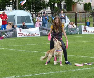 dog frisbee w Iławie