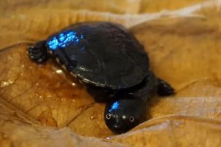 Sensacja we wrocławskim zoo. Na świat przyszły rzadkie żółwie wężoszyje 