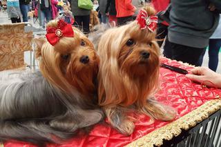 Międzynarodowa Wystawa Psów Rasowych w Bydgoszczy