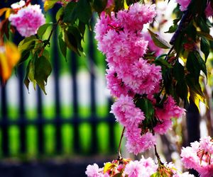 Wiśnia piłkowana 'Kiku-shidare-zakura'