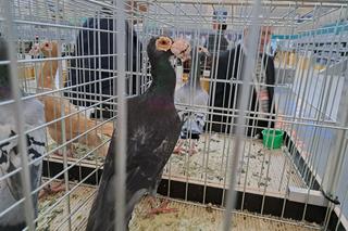 Wystawa gołębi i królików rasowych oraz ozdobnego drobiu - Tarnów 2022