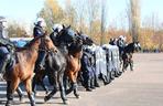 Atestacja koni służących w łódzkiej policji i straży miejskiej