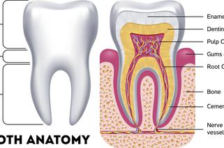 Zęby: budowa zęba
