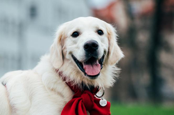 Golden retrievery grają dla WOŚP