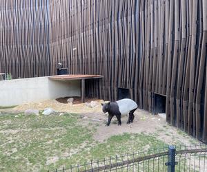 Tapir Willy nowym mieszkańcem Orientarium w Łodzi