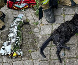 Bezbronny kot topił się w rzece. Zwierzak tracił oddech, pomoc przyszła w ostatniej chwili