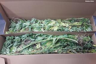 Marihuana w przydomowym ogródku