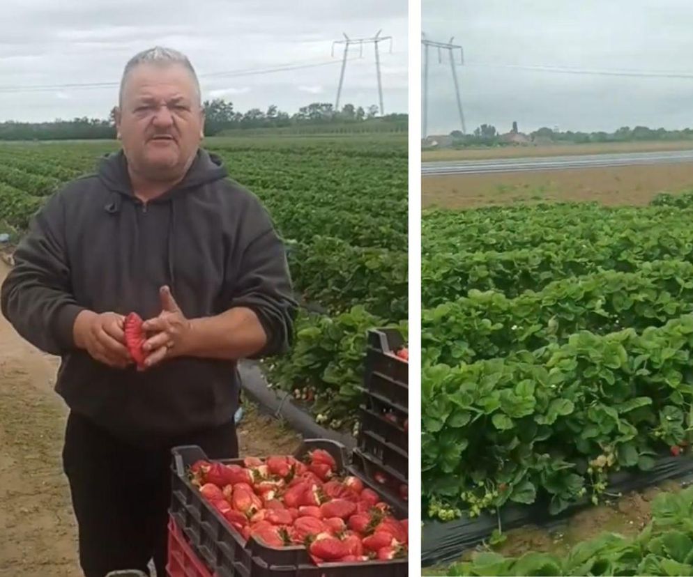 Najdziwniejsze truskawki świata? Internauci komentują owoce, które wyhodował sadownik z TikToka