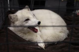 Zoopark 2024 w Lublinie. Można podziwiać wiele gatunków zwierząt