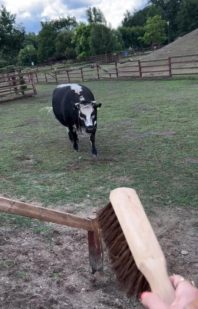 Zamiast dokarmiać, czochrają zwierzęta. Nowa atrakcja w lubińskim zoo