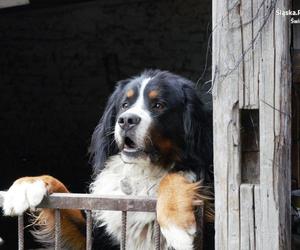 Na terenie Świętochłowic zrobili sobie mini-zoo. Zwierzęta były strasznie zaniedbane