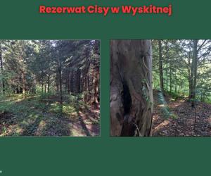 Rezerwat Cisy w Wyskitnej