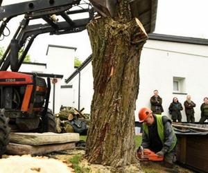 Ścięli drzewo, żeby ratować chrząszcza. Potem wieźli go 30 kilometrów 