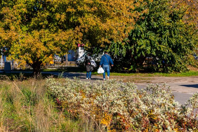 Park linearny na Bielanach w Warszawie