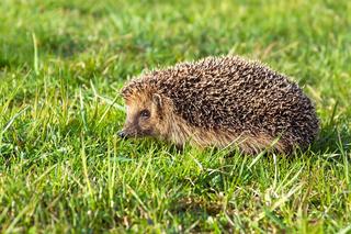 Pożyteczne zwierzęta w ogrodzie - sprzymierzeńcy w zwalczaniu szkodników