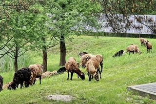 Zamiast z kosiarkami, w pole wjechali baranami. Ekologiczne kosiarki prosto z Raciborza