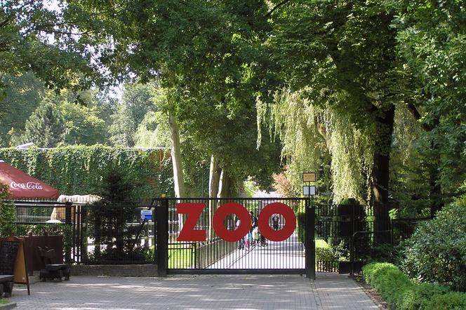 Zoo w Krakowie znajduje się na terenie Lasu Wolskiego