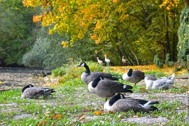 Zobacz jak wygląda największy park miejski w Polsce