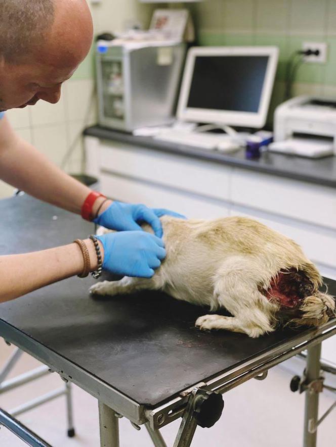 Pies z otwartą raną w lecznicy ADA w Przemyślu