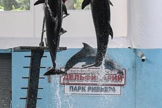 Kadra relaksowała się z delfinami w Soczi