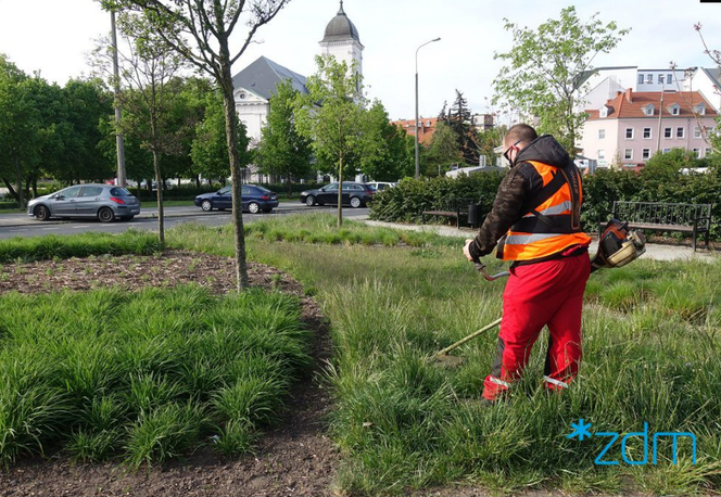 Poznań zmienia zasady koszenia trawników i terenów zielonych! Oto TRAWNIKOWE ABC! 