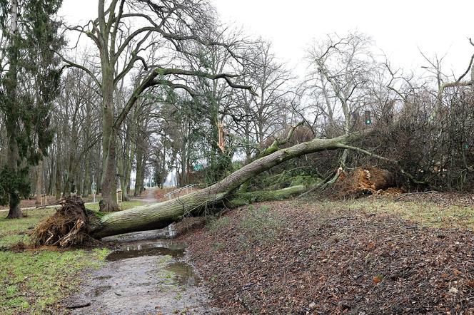Gorzów: W miejskich parkach nie jest bezpiecznie. Władze miasta apelują o ograniczenie spacerów