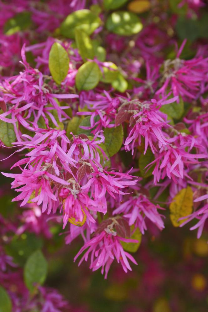 Loropetalum chińskie ‘Rubra’