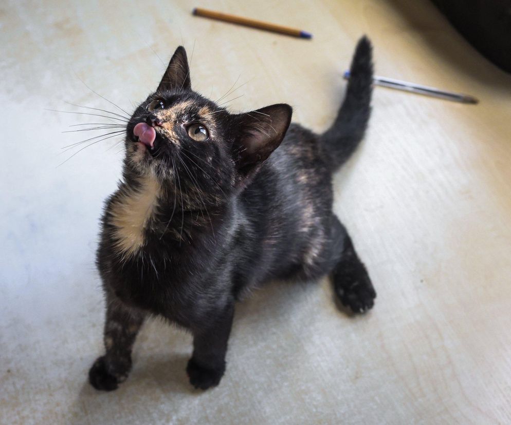 Tak dużo kotów dawno tam nie było. Schronisko w Henrykowie koło Leszna zaprasza na dni otwarte