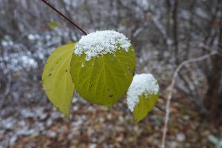 Pierwsze opady śniegu w listopadzie 2024 w dzielnicy Bronowice w Lublinie